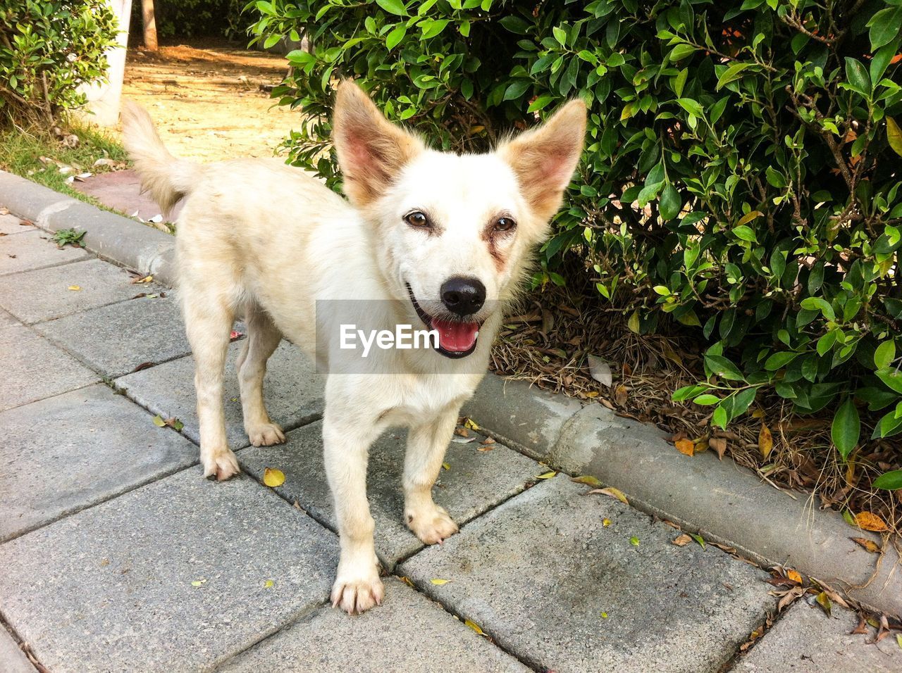 Close-up of dog with mouth open standing in footpath