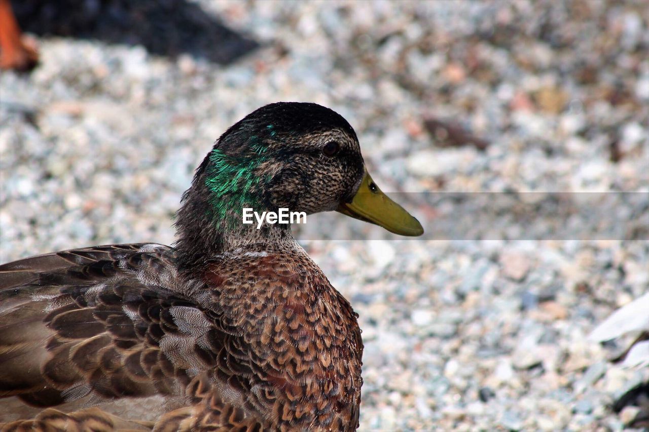 Close-up of duck