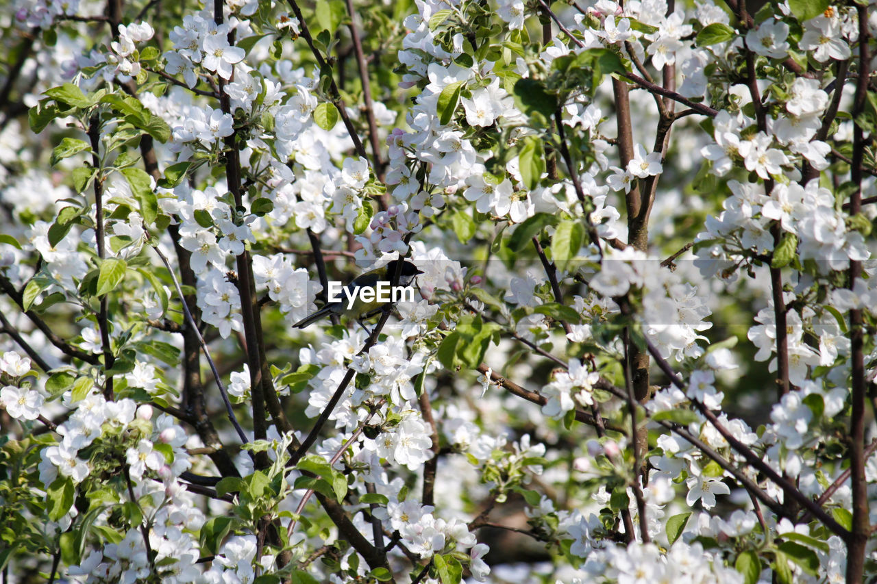 WHITE FLOWERS ON BRANCH