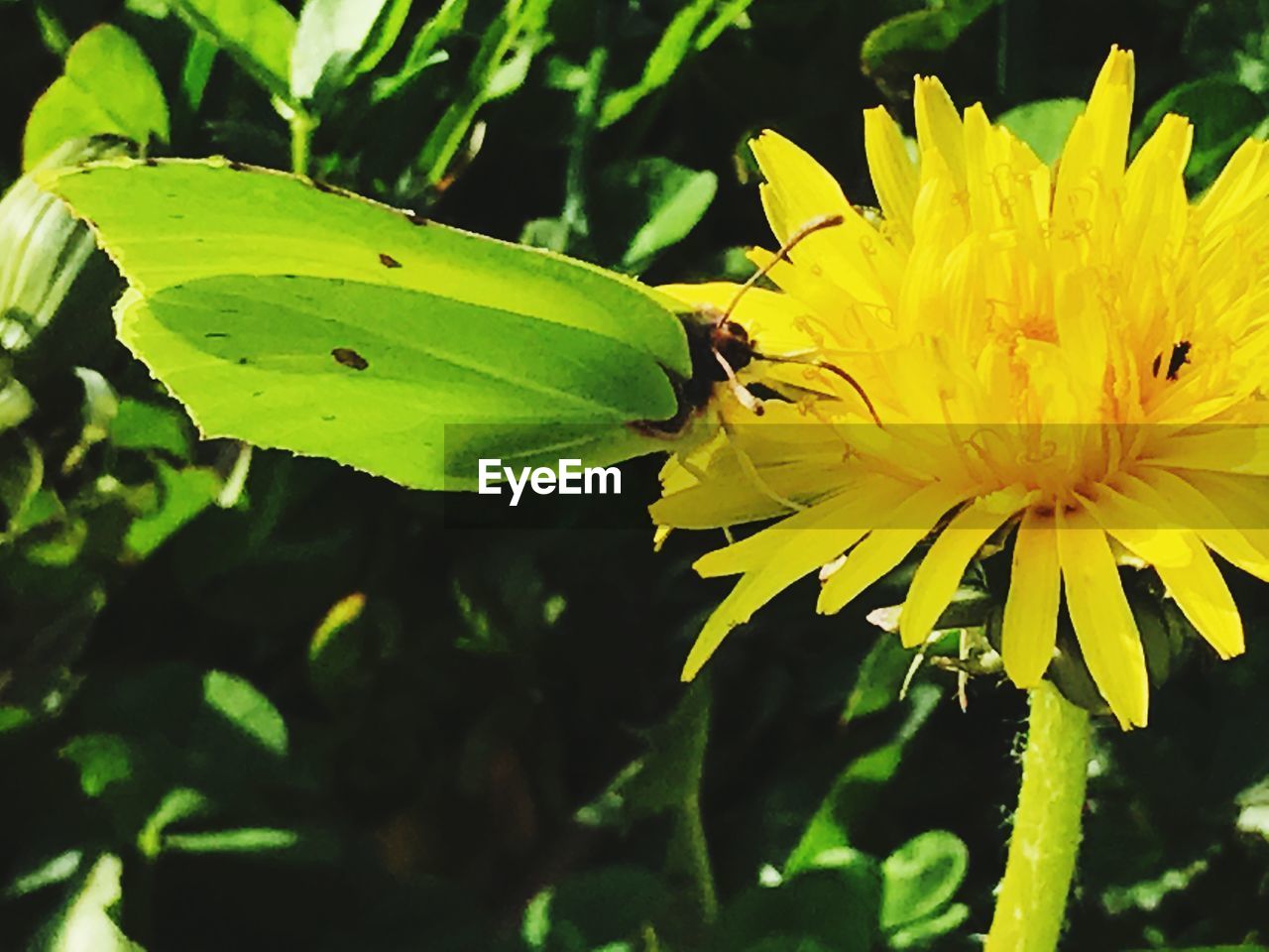 CLOSE-UP OF YELLOW BUTTERFLY POLLINATING ON FLOWER