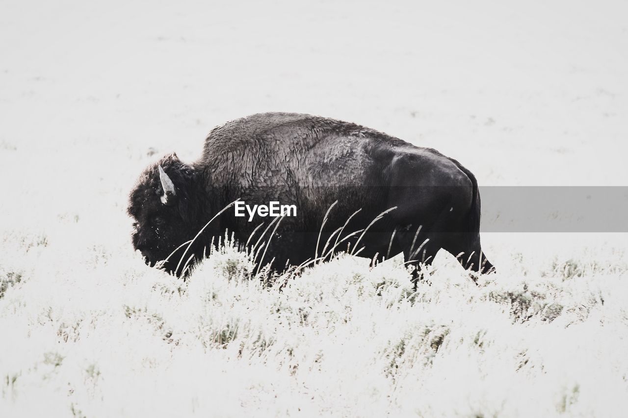 SIDE VIEW OF A HORSE ON SNOW FIELD
