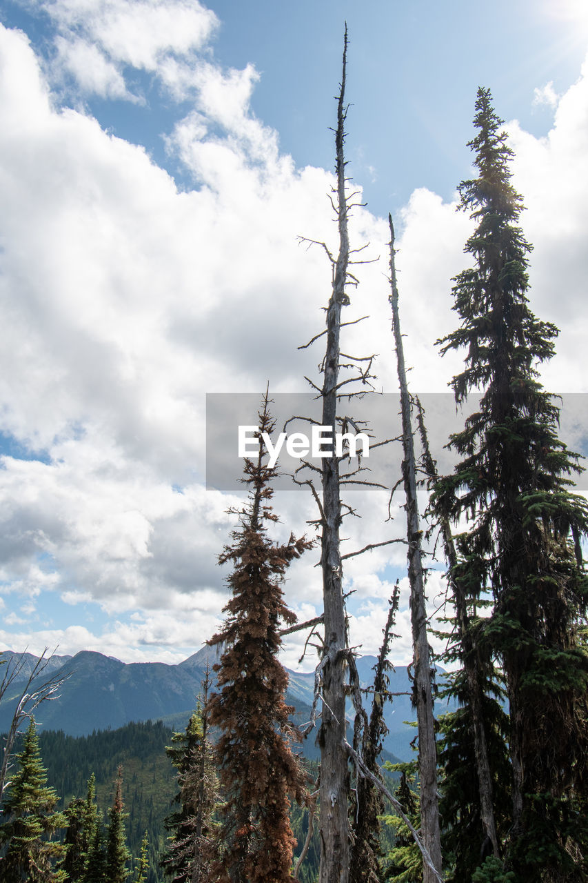 LOW ANGLE VIEW OF PINE TREES