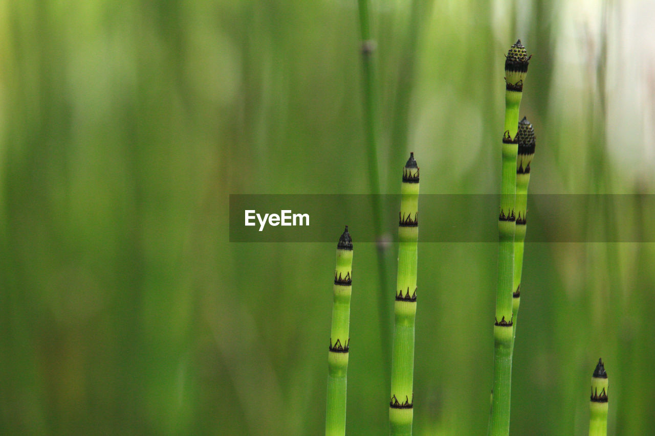 green, grass, plant, plant stem, nature, beauty in nature, no people, macro photography, growth, leaf, close-up, flower, day, focus on foreground, tranquility, outdoors, land, environment, animal themes, animal wildlife, animal, selective focus, horsetail