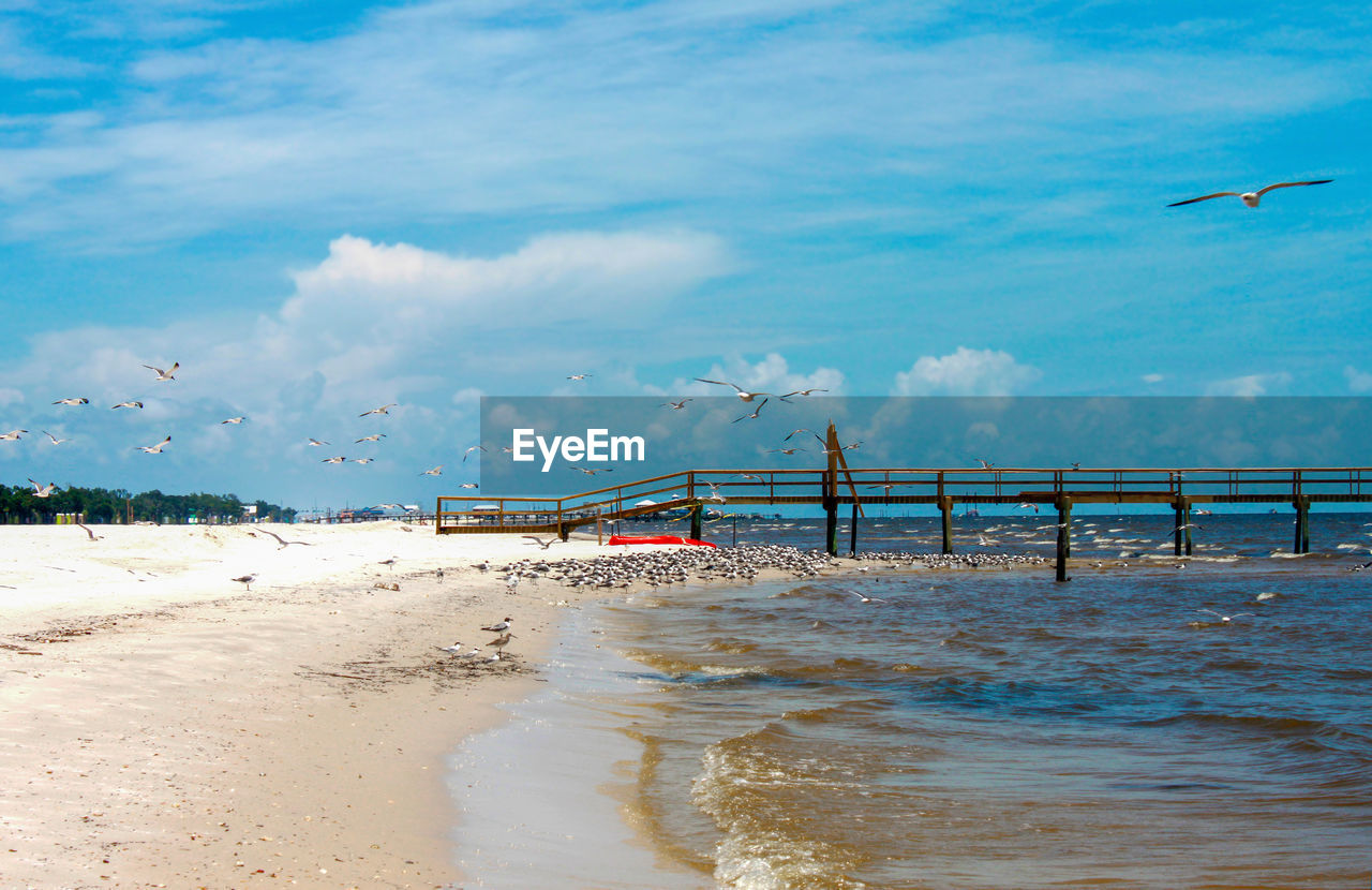 SEAGULL ON BEACH AGAINST SKY