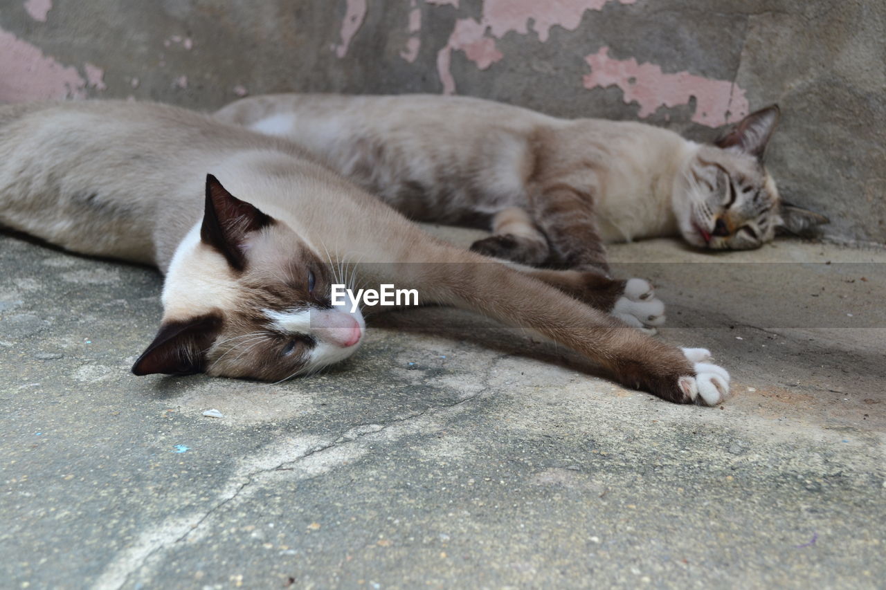 CLOSE-UP OF CAT SLEEPING ON GROUND