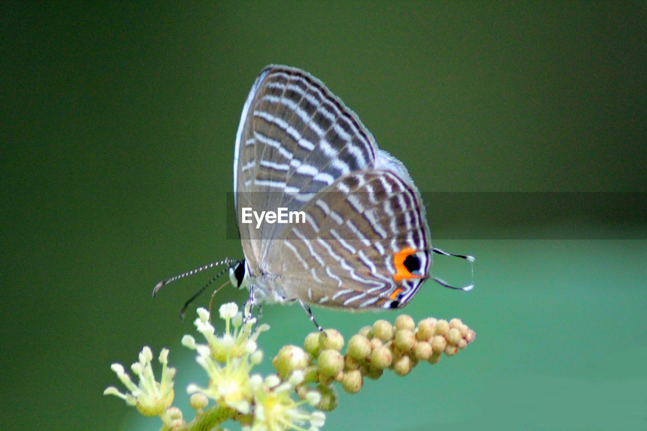 BUTTERFLY ON FLOWER