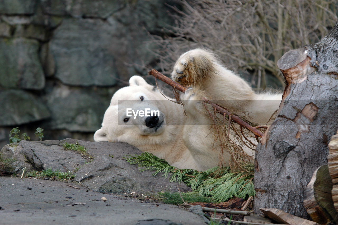 Portrait of polar bear lying down on rock at zoo