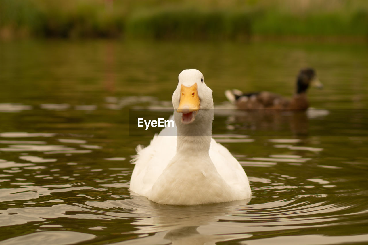 SWANS SWIMMING IN LAKE