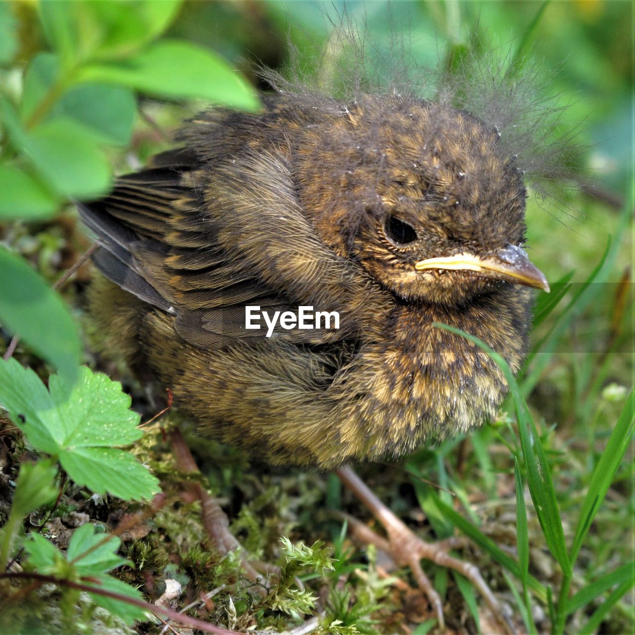 CLOSE-UP OF A BIRD IN A FIELD