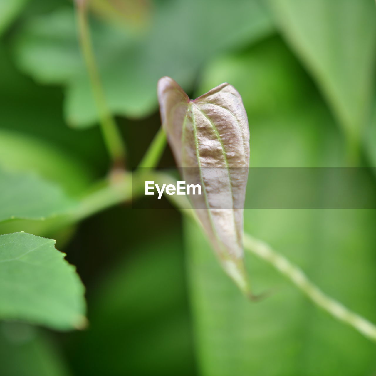 CLOSE UP OF LEAF