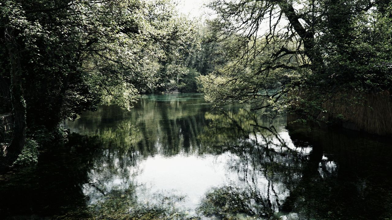 TREES BY LAKE IN FOREST