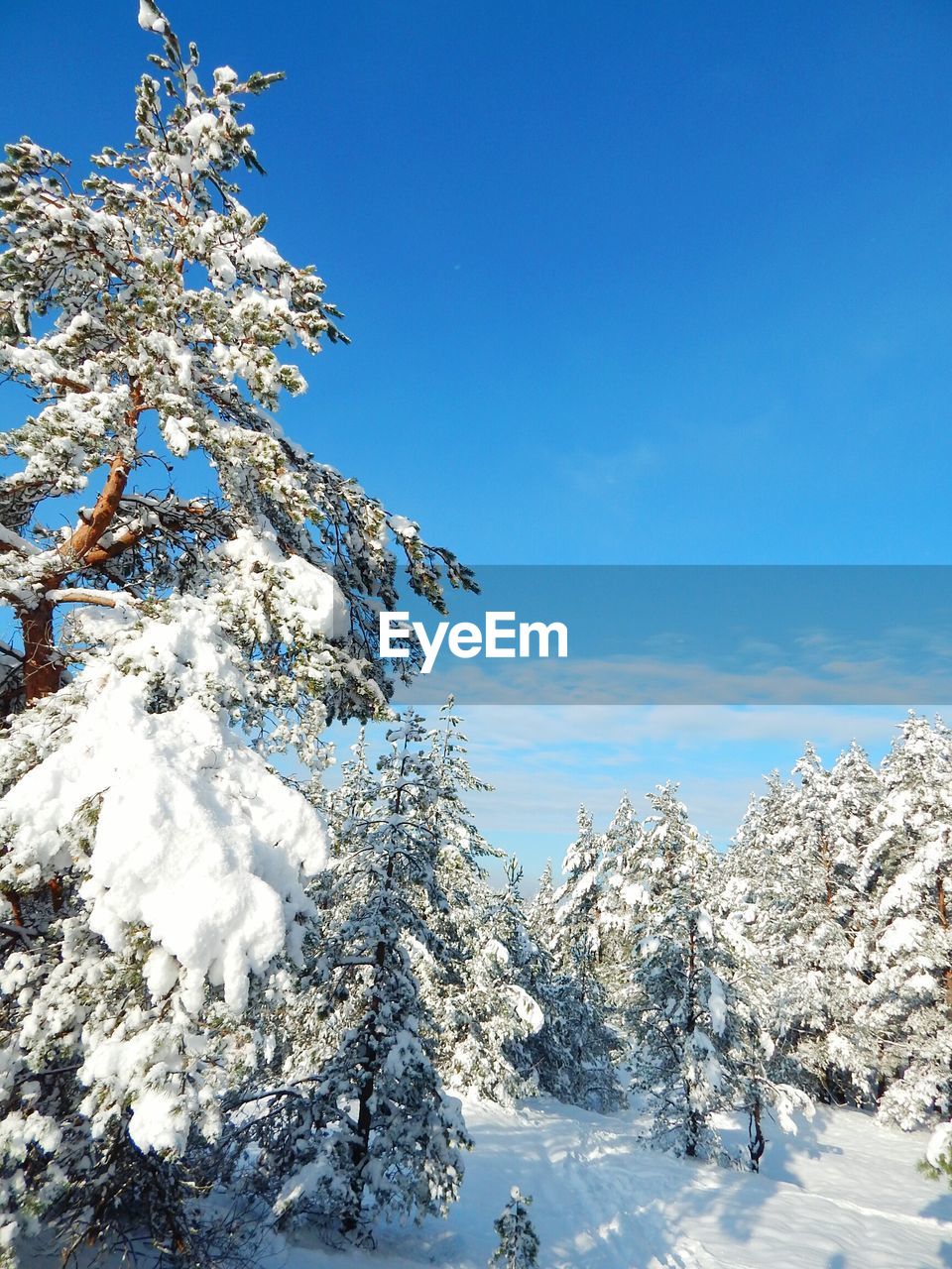 Low angle view of snow covered trees against blue sky