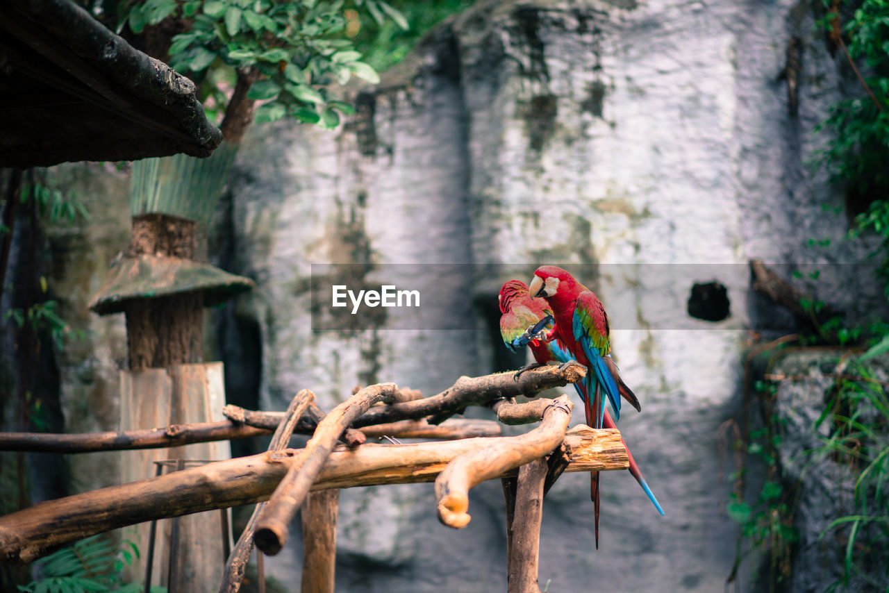 Parrot red macaw sitting on the branch. wildlife and rainforest exotic tropical birds.