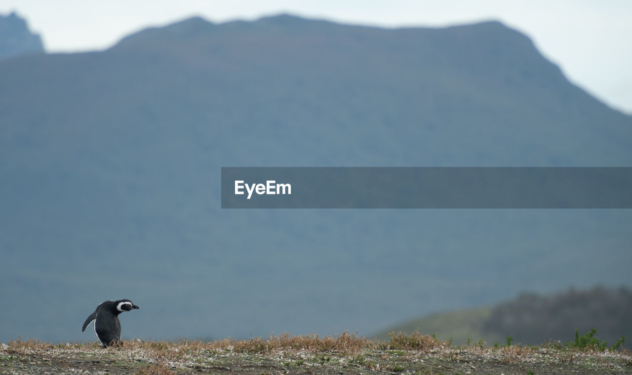 BIRD ON A ROCK