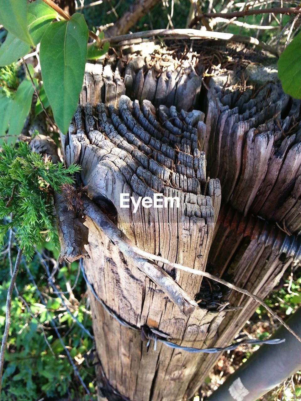 CLOSE-UP OF TREE TRUNK ON LOG