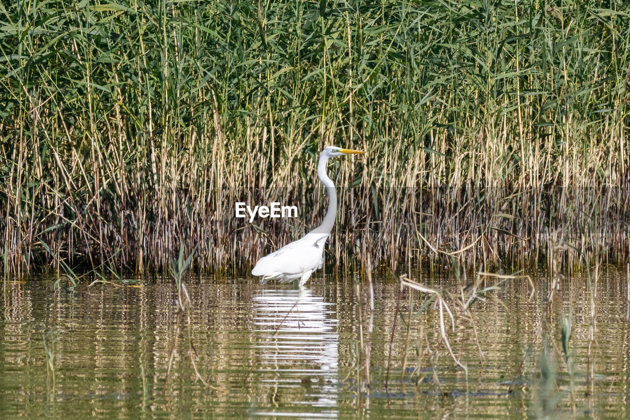 VIEW OF BIRD IN WATER