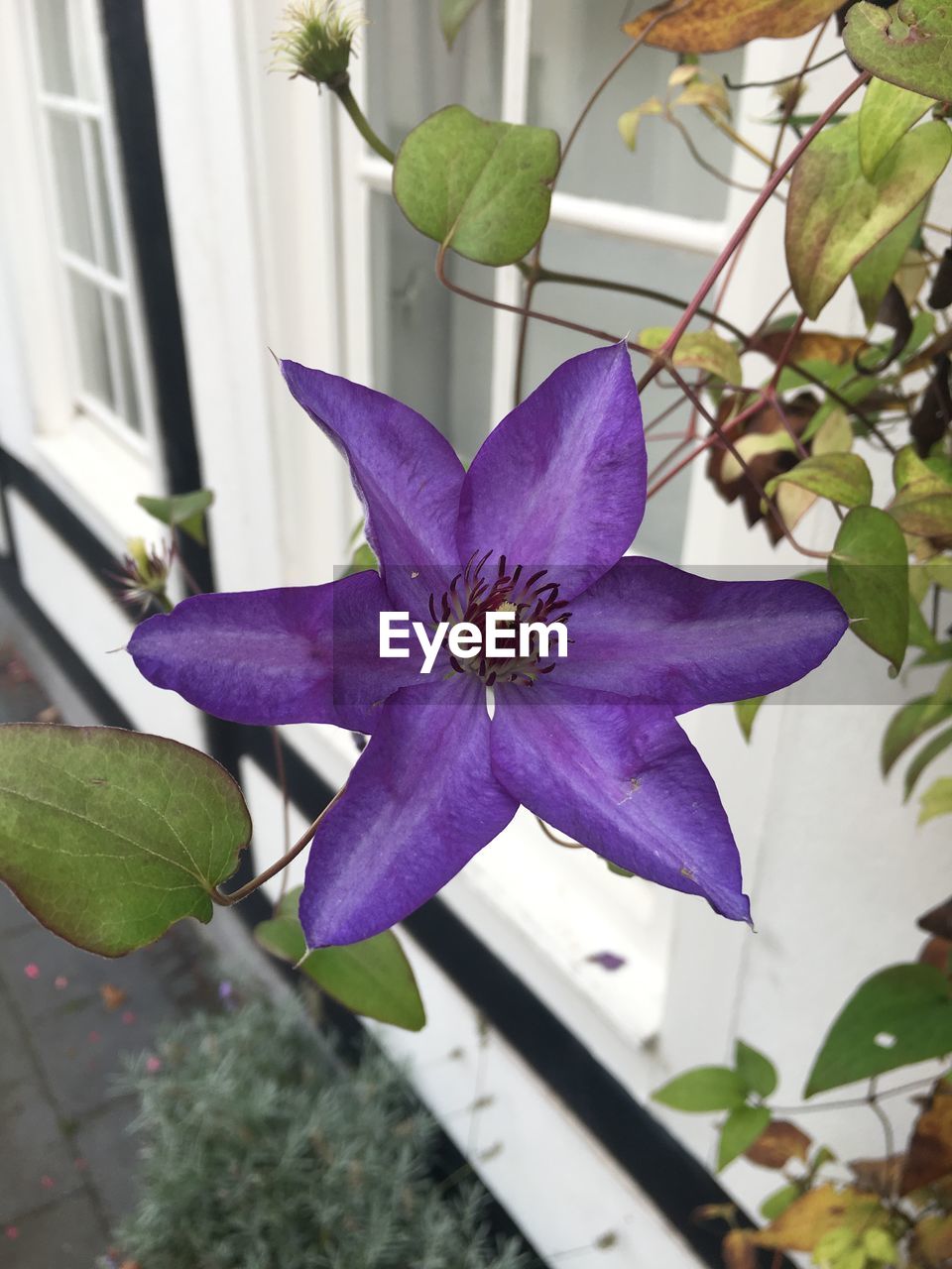 CLOSE-UP OF PURPLE FLOWERS BLOOMING