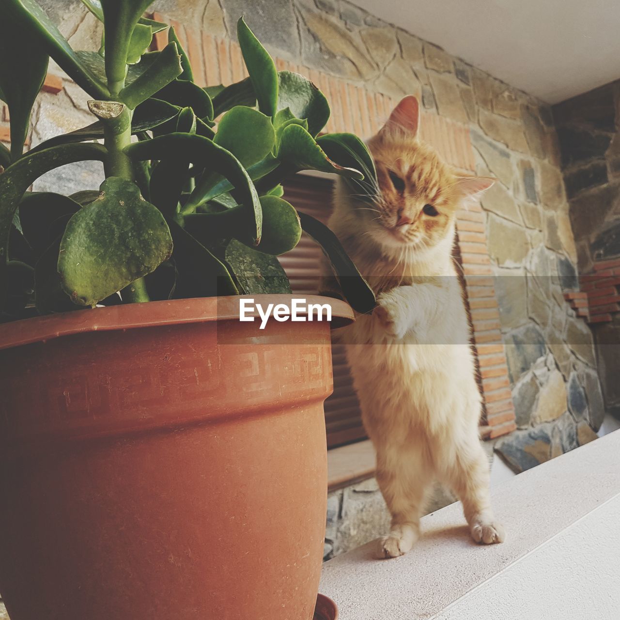 CAT SITTING BY POTTED PLANTS