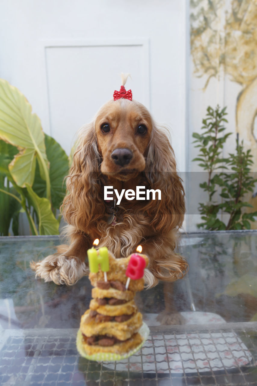 Close-up of dog with cake on table