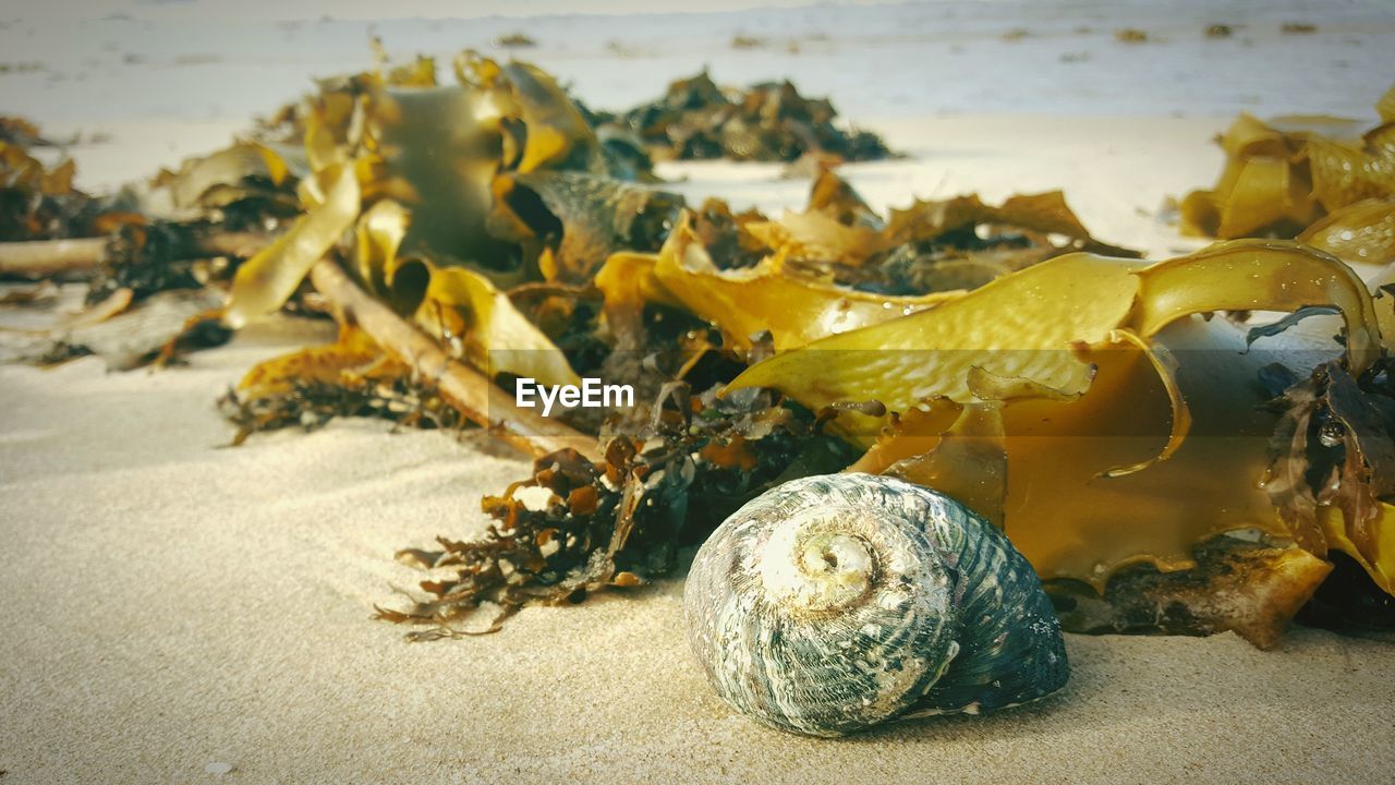 CLOSE-UP OF TURTLE ON BEACH