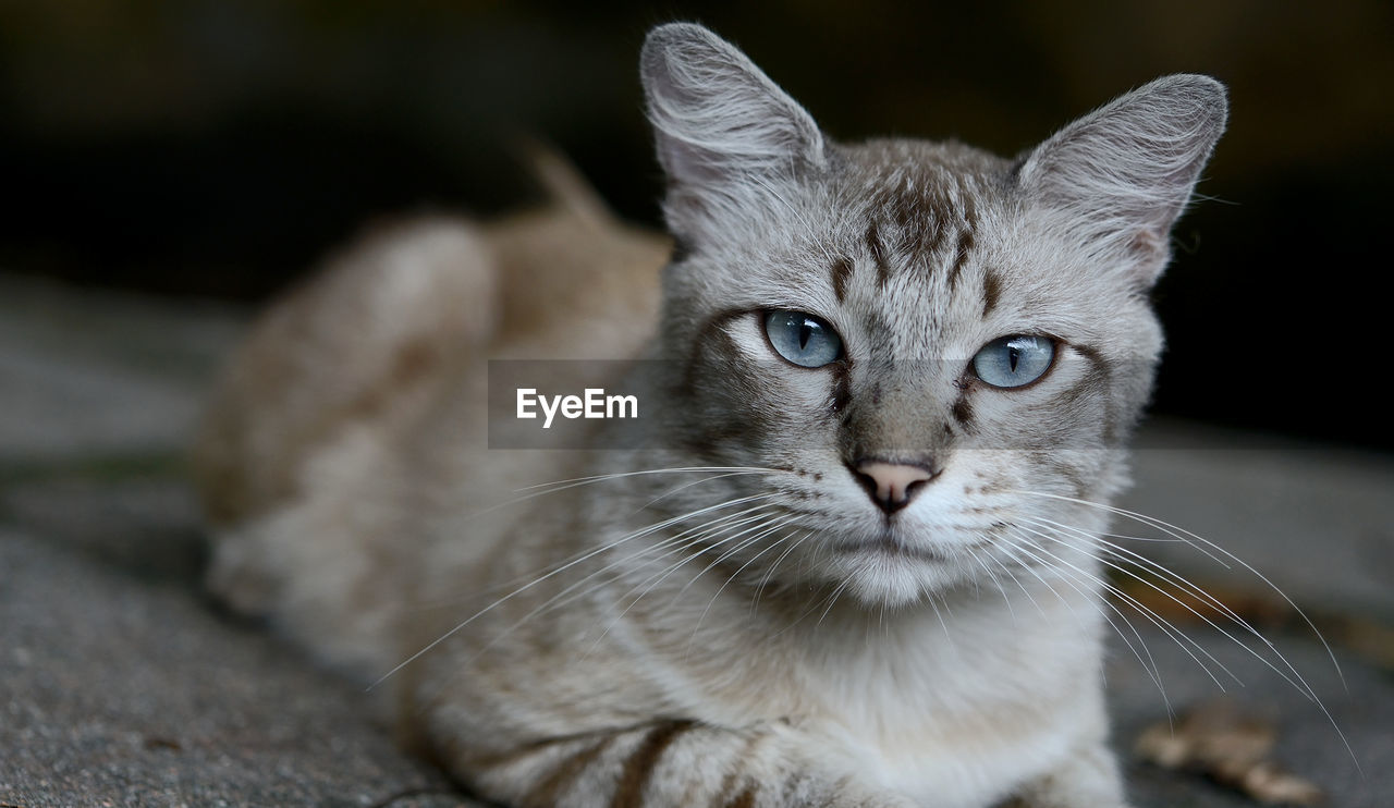 Close-up of cat looking at camera