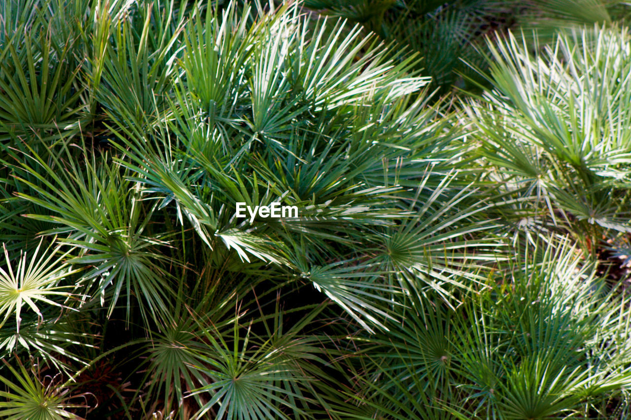 FULL FRAME SHOT OF COCONUT PALM TREES