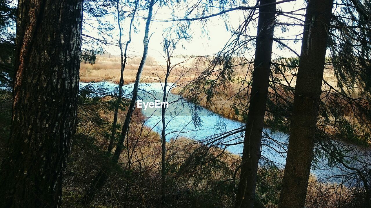 BARE TREES ON MOUNTAIN