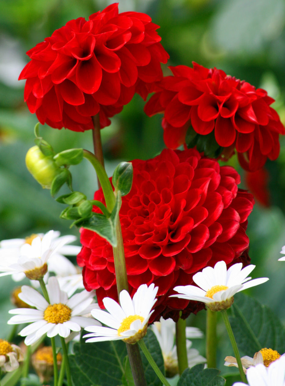 Close-up of red flowers blooming outdoors