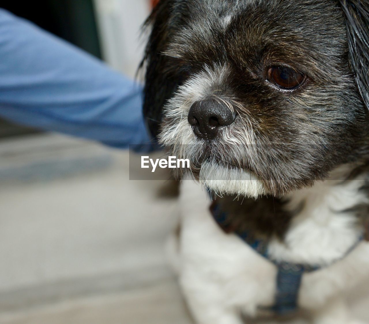 Close-up of dog sitting on floor