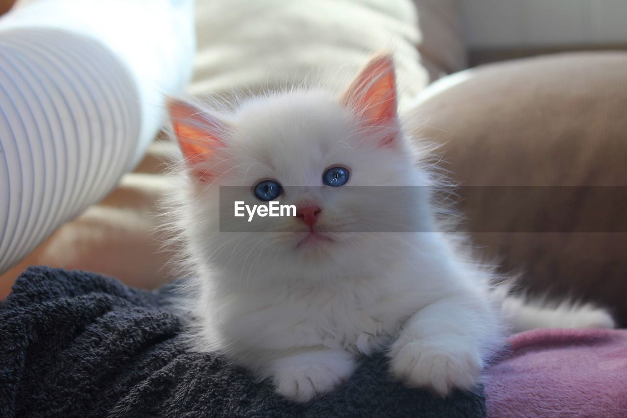 A white siberian cat kitten 