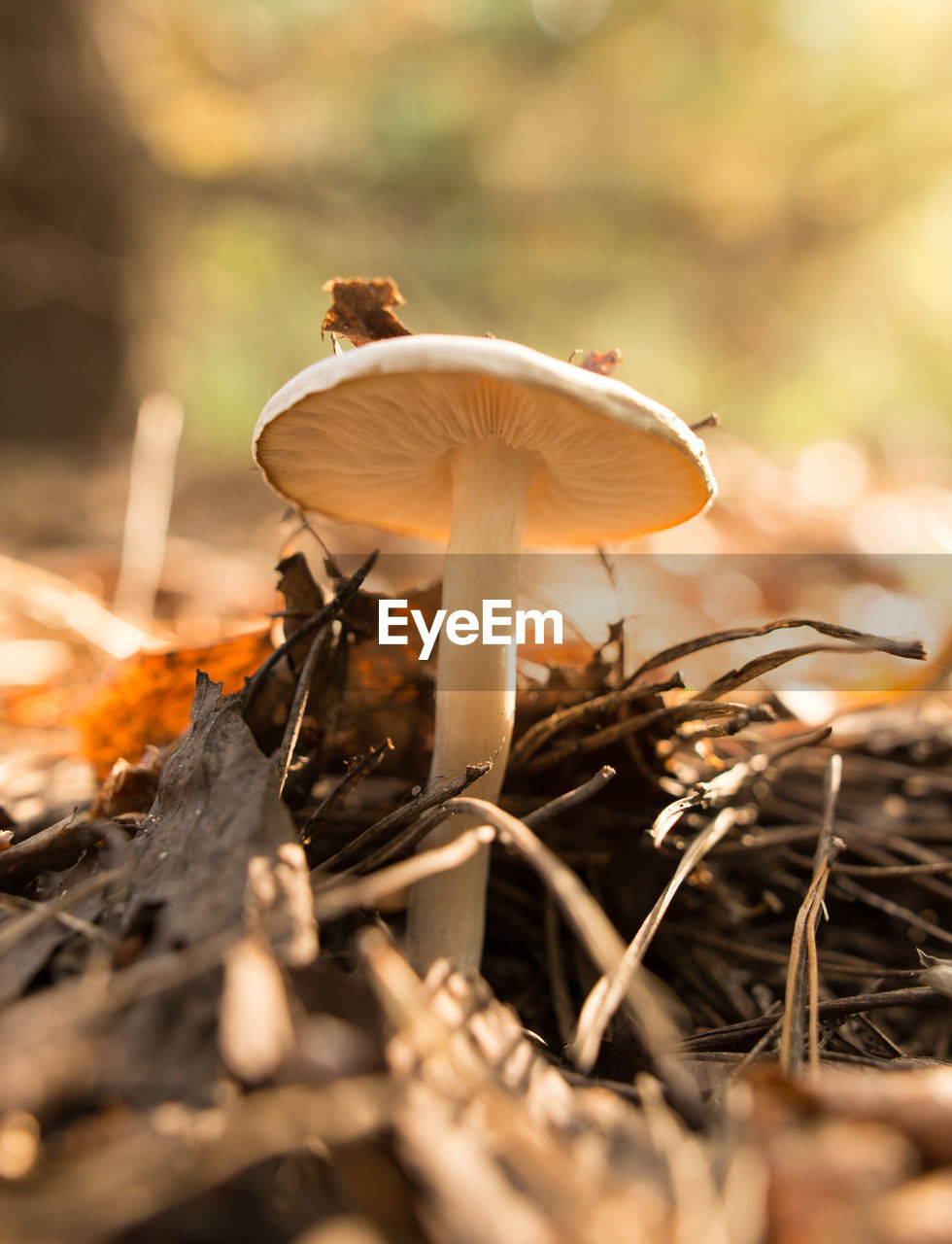 Close-up of mushroom growing on field