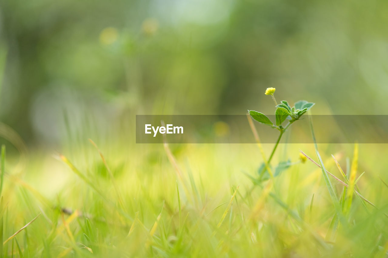 Close-up of plant growing on field