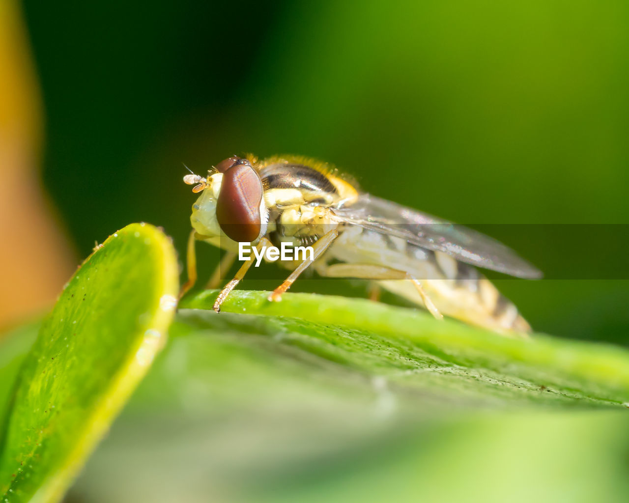 INSECT ON LEAF