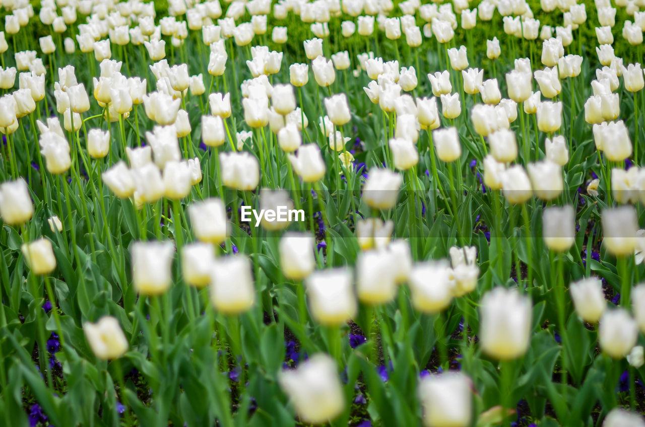 Close-up of white flowering plants on field