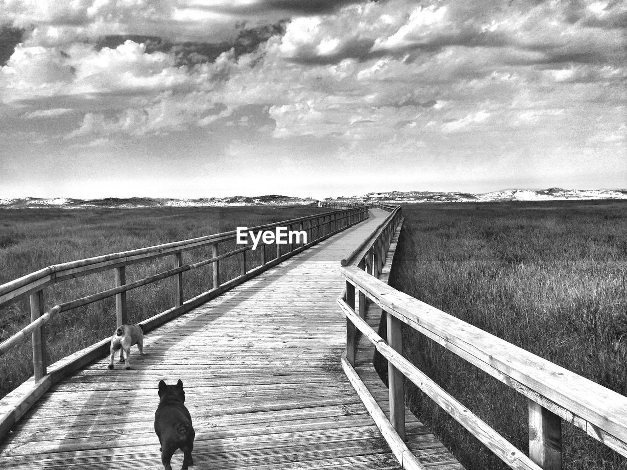 Dogs walking on footbridge over field against sky