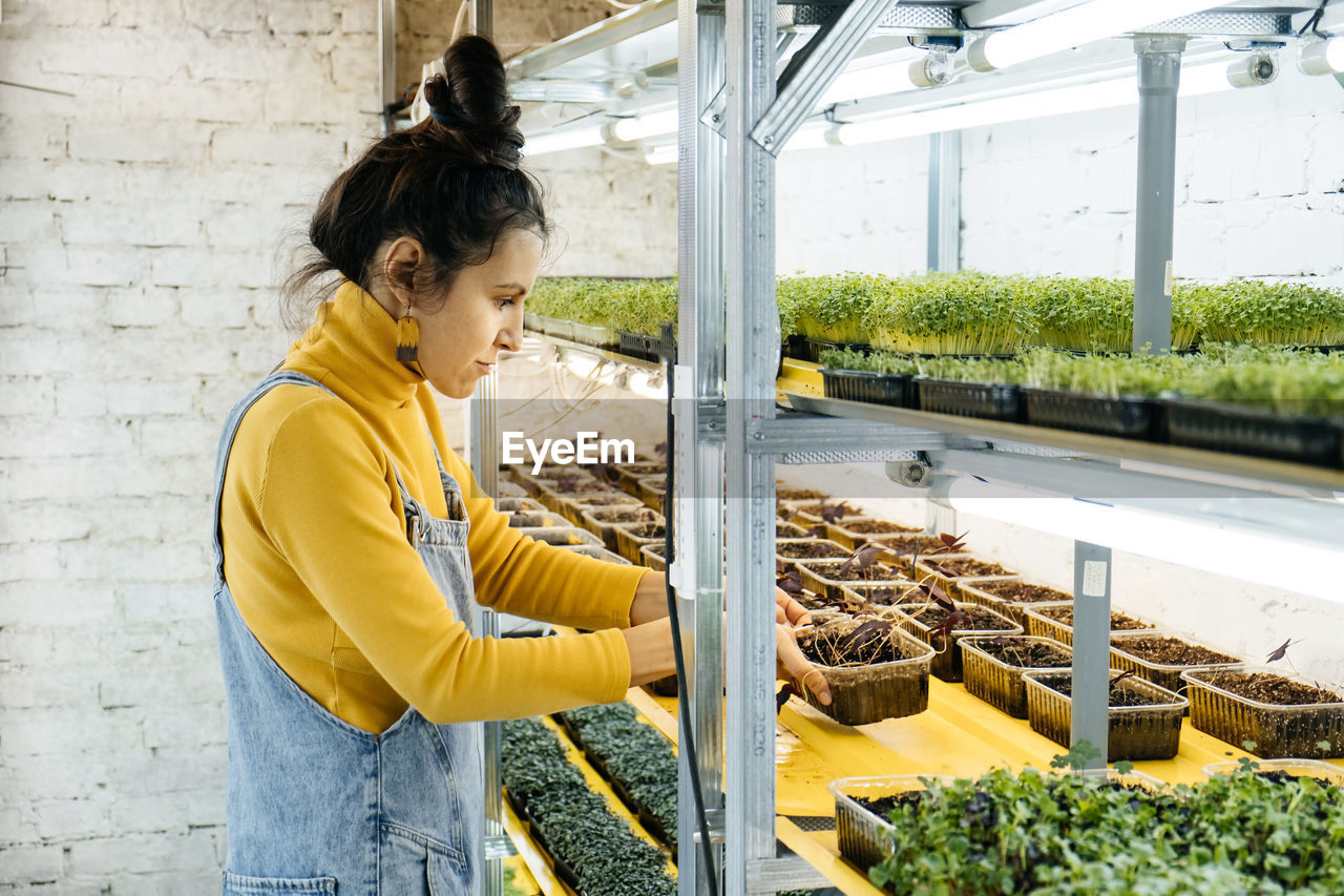 Young female farmer growing microgreens on indoor vertical garden. woman looking after plants. 