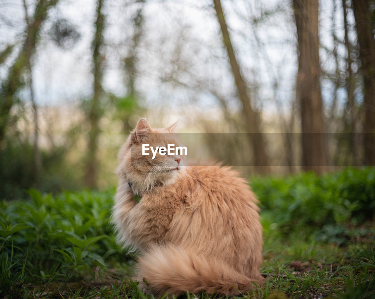 animal themes, animal, mammal, cat, one animal, pet, grass, wildlife, plant, domestic animals, nature, tree, felidae, no people, animal wildlife, small to medium-sized cats, feline, land, sitting, outdoors, animal hair, whiskers, carnivore, day, portrait, forest, focus on foreground