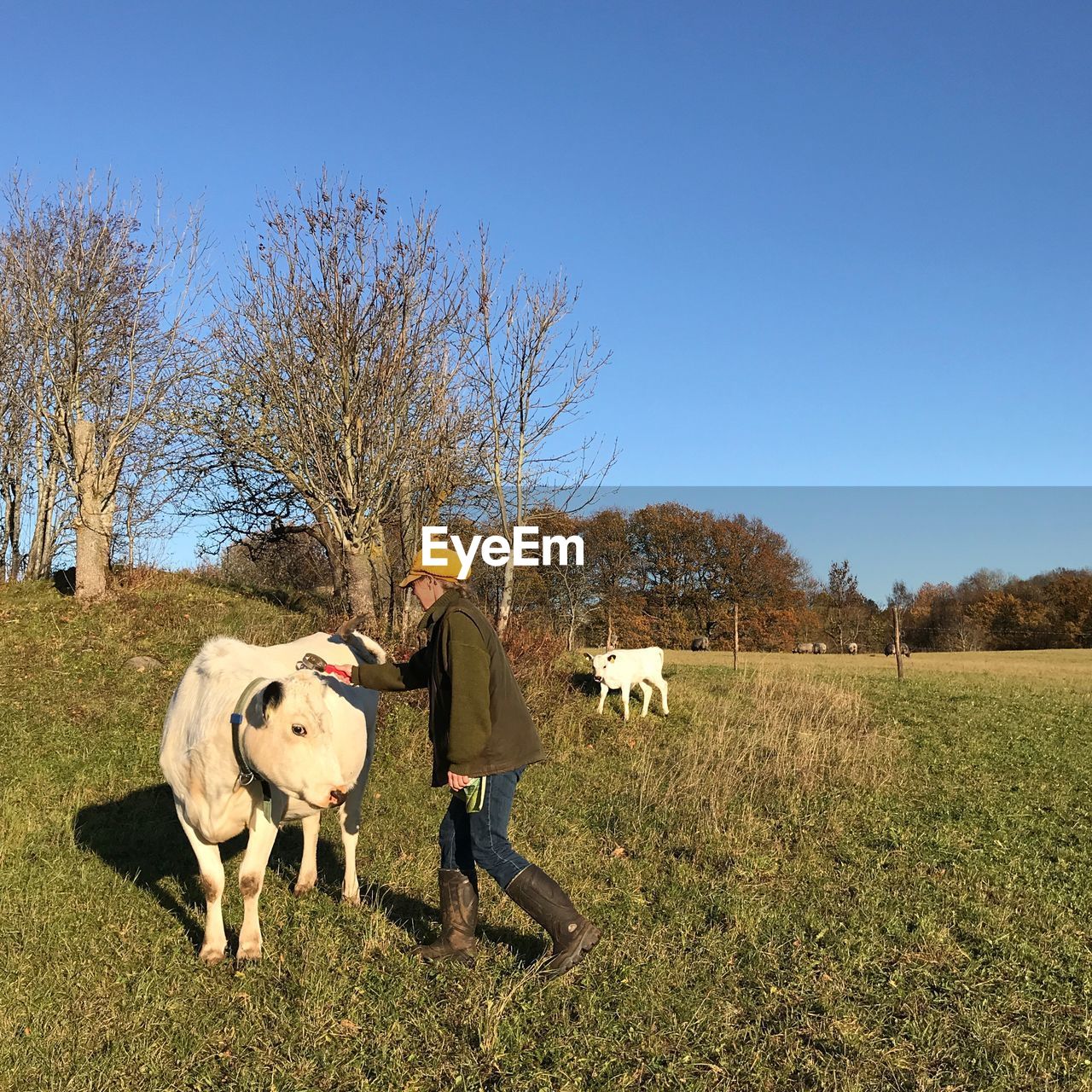 Side view of woman touching cow on grassy field