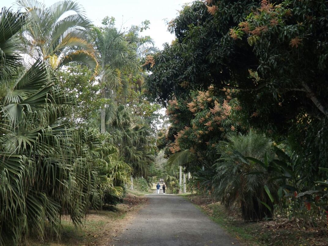 FOOTPATH WITH TREES IN BACKGROUND