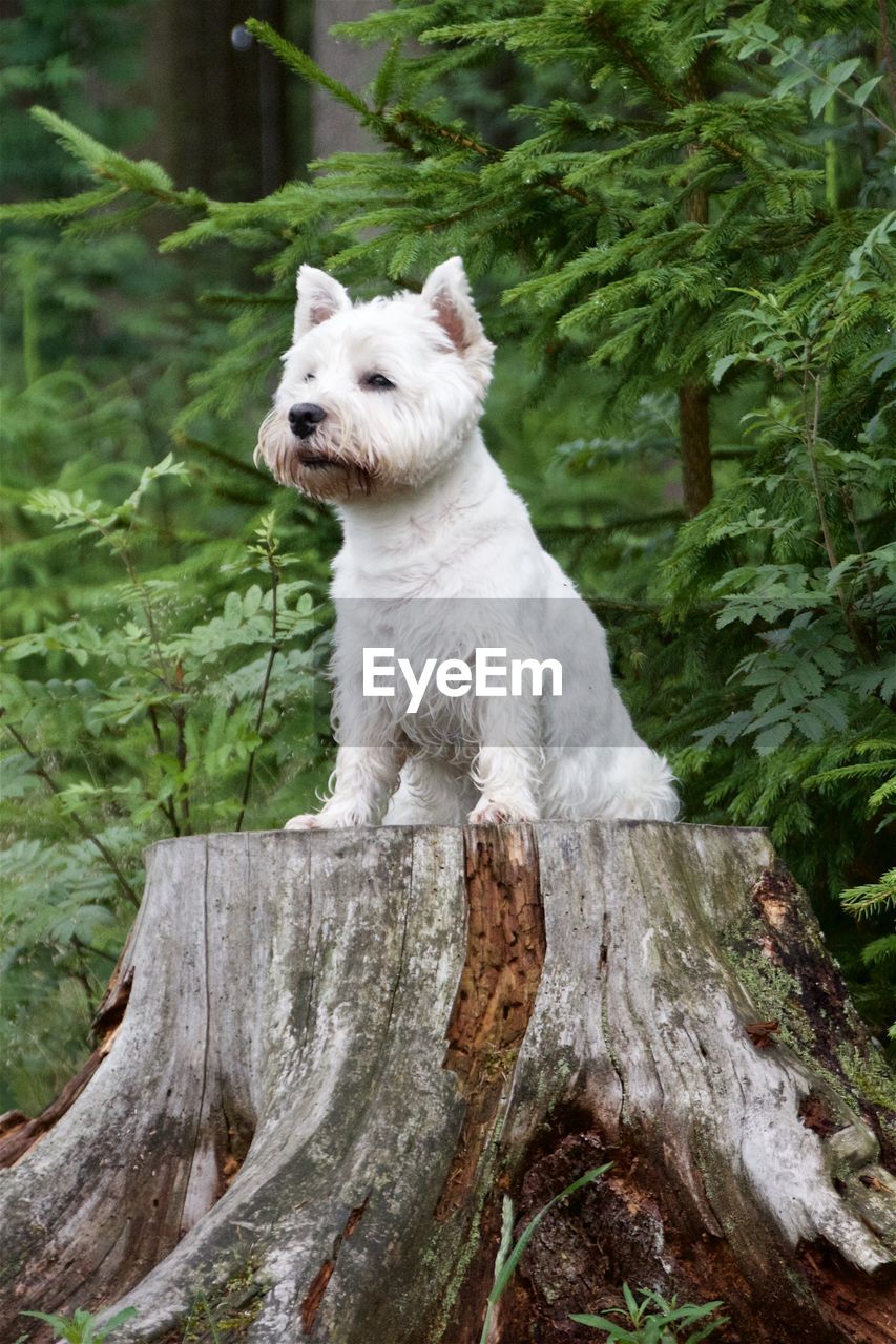 Dog sitting on tree stump