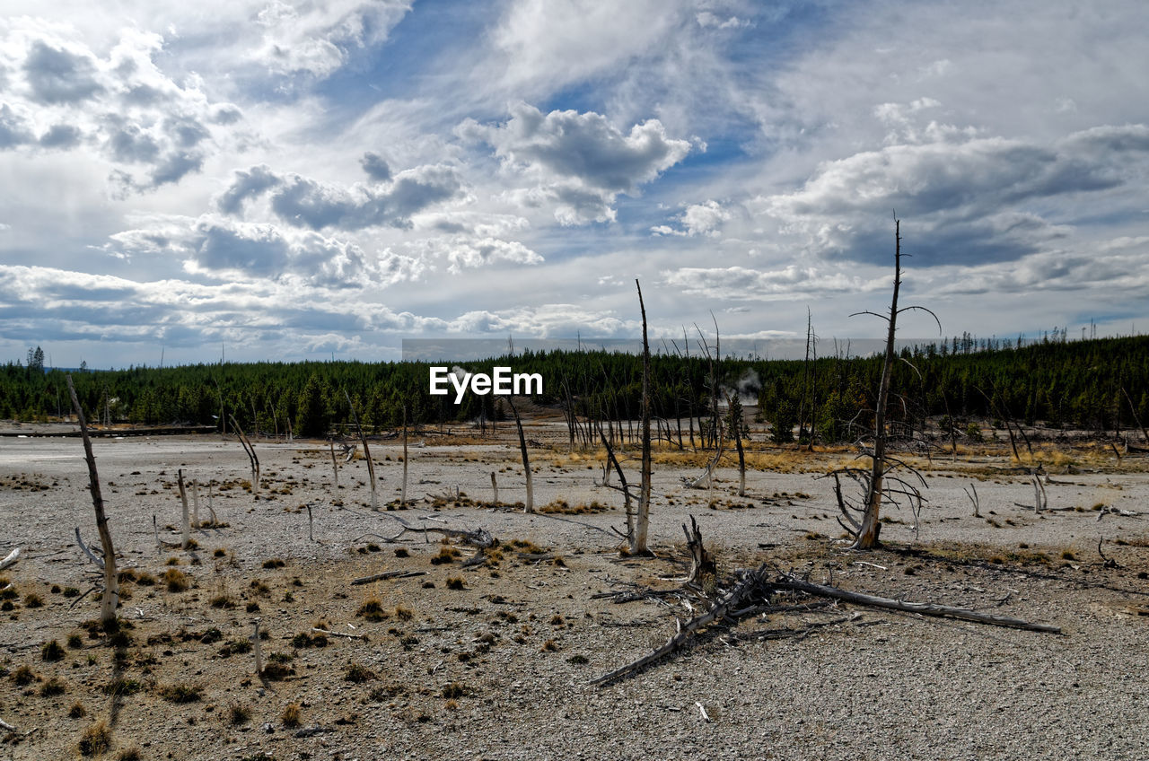 PLANTS GROWING ON LAND AGAINST SKY