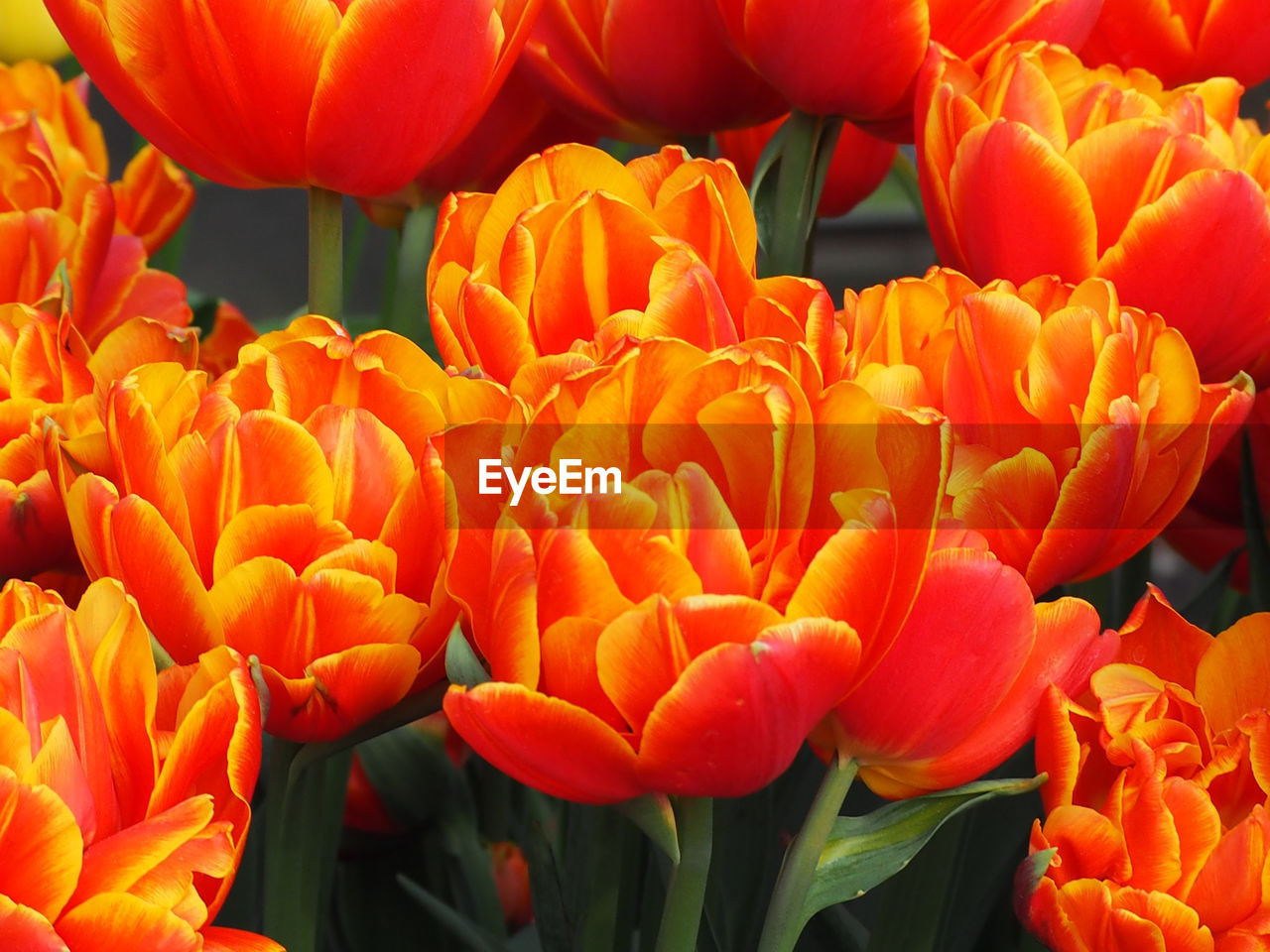 Close-up of orange tulips