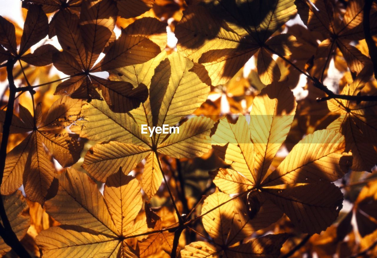 Close-up of maple leaves on branch