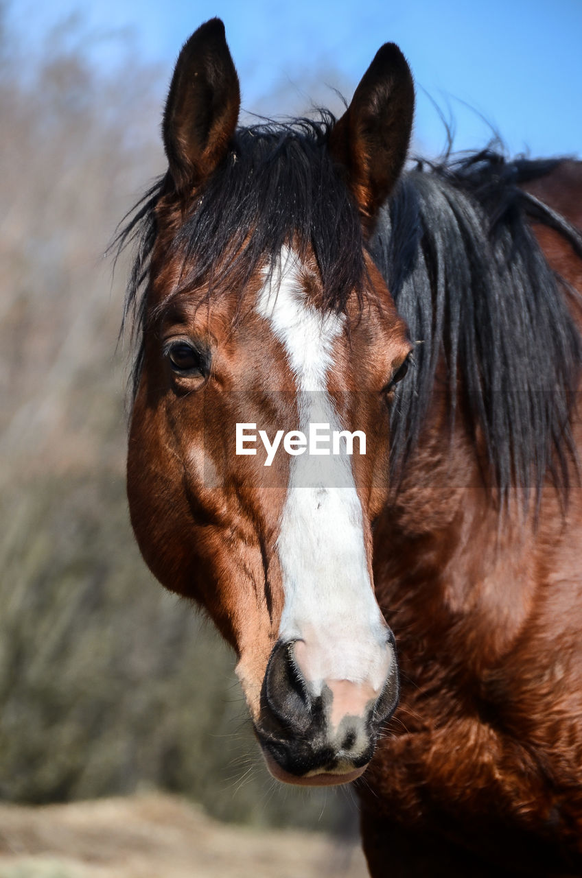 Close-up of horse in ranch