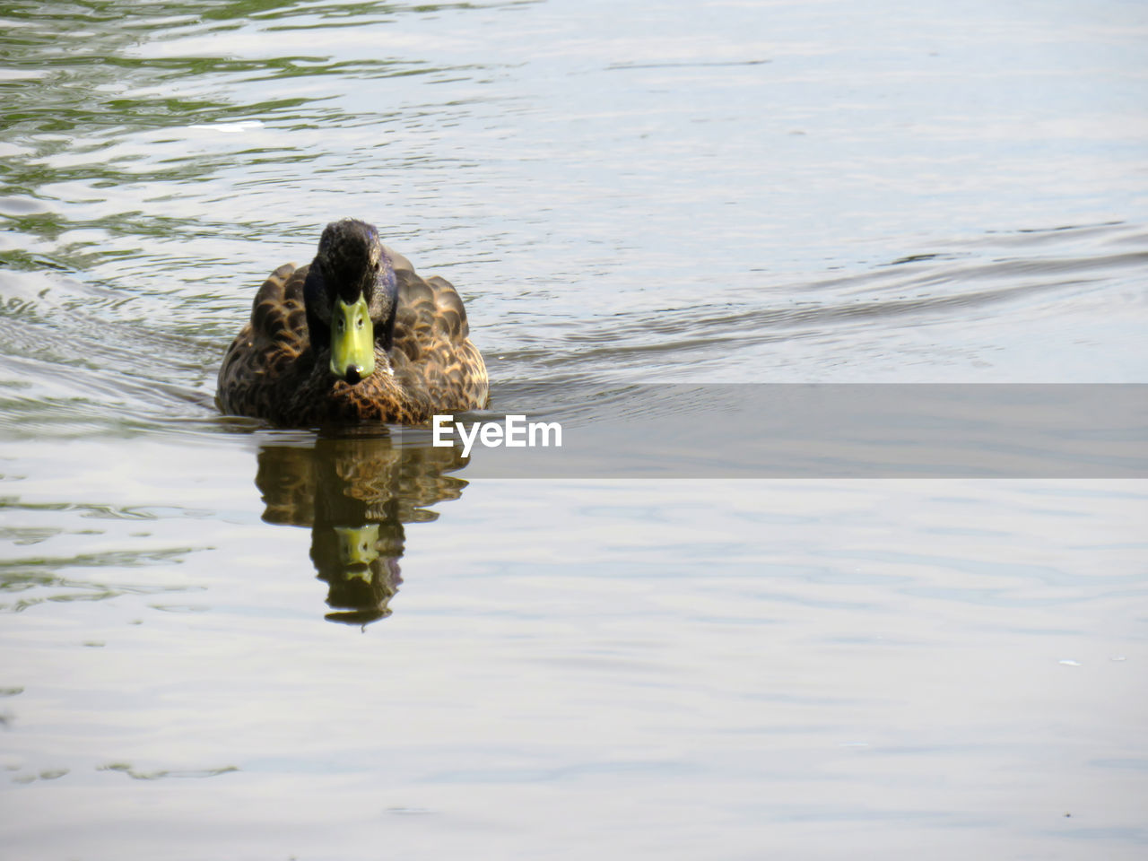 HIGH ANGLE VIEW OF BIRD SWIMMING IN LAKE