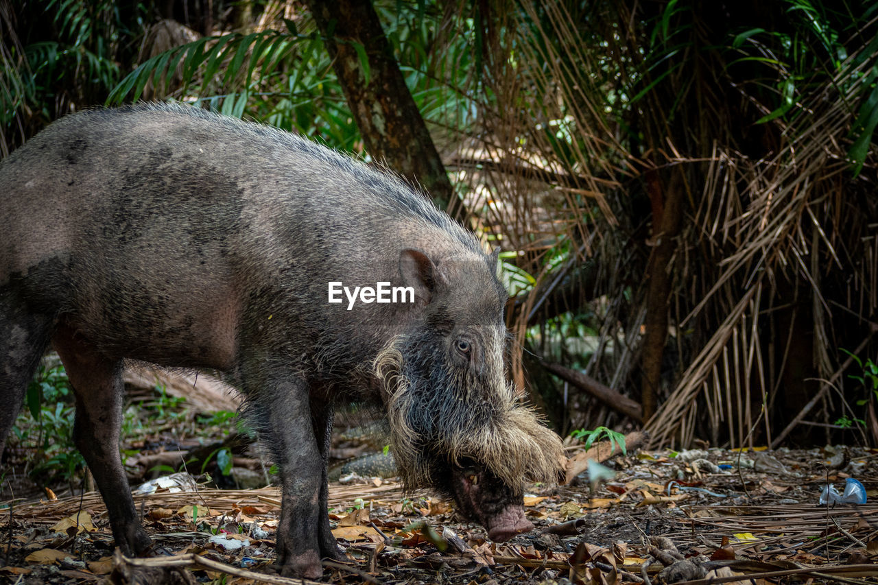 Side view of wild pig standing in forest