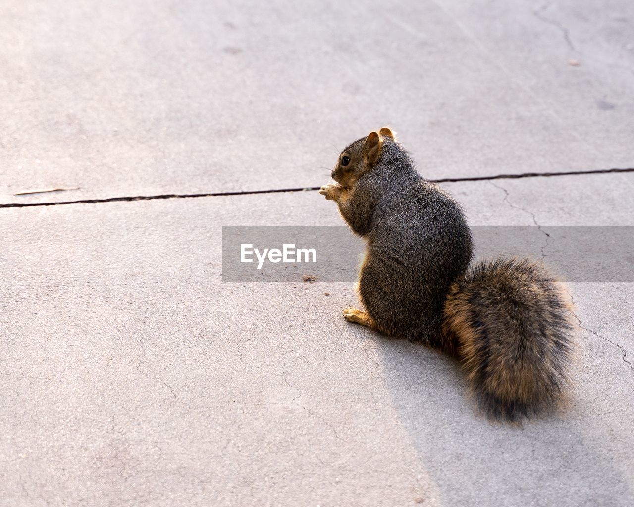 HIGH ANGLE VIEW OF SQUIRREL ON FOOTPATH BY TREE STUMP