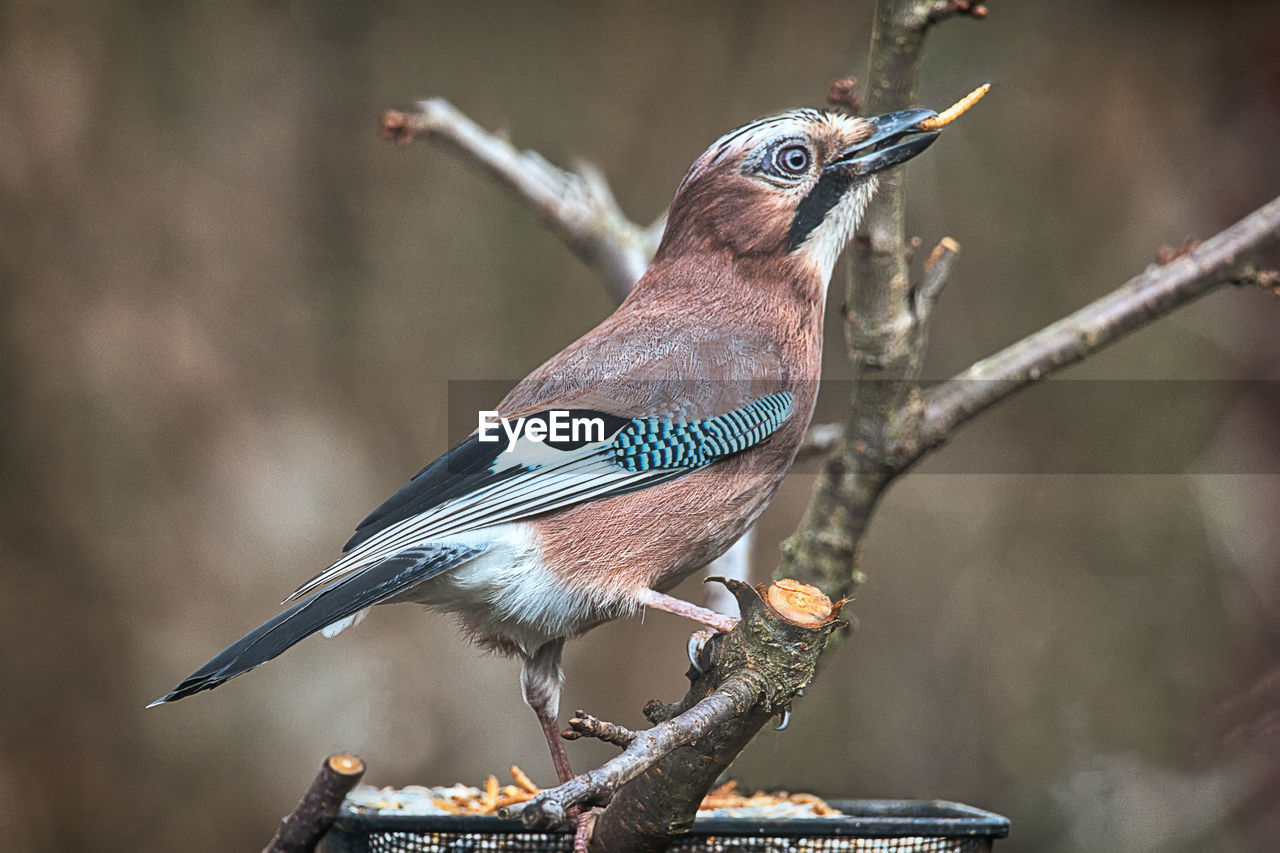 Close-up of bird perching on branch