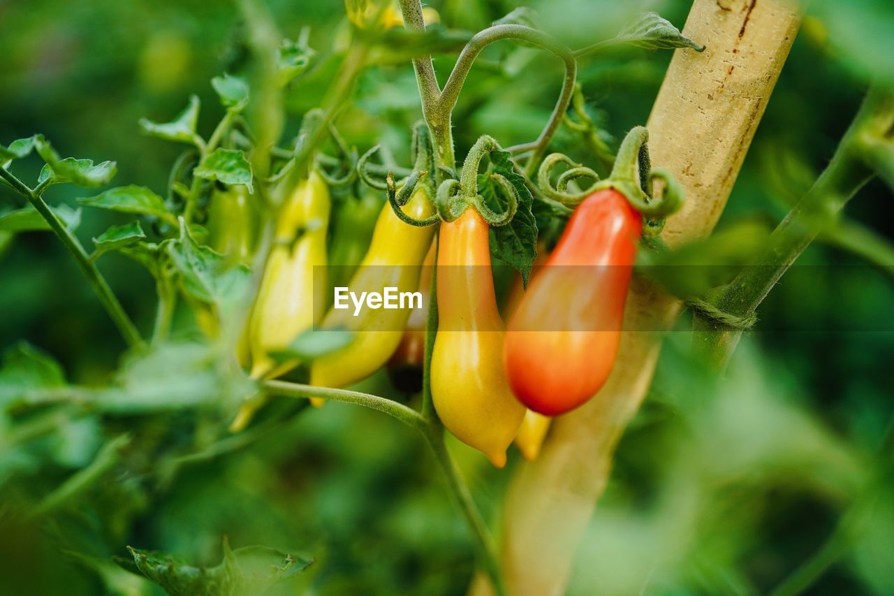 Close-up of tomatoes growing outdoors