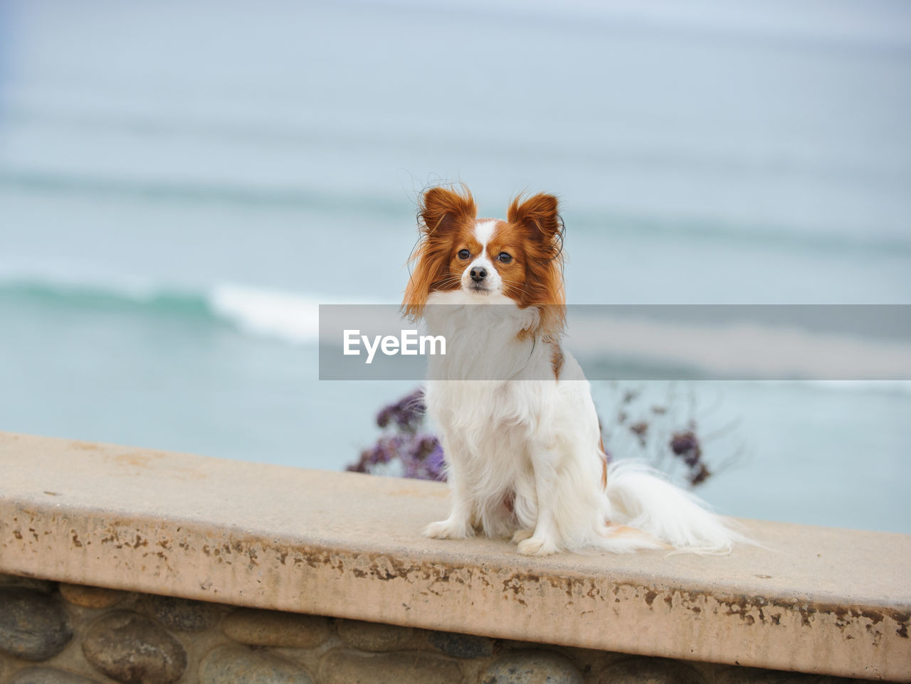 DOG SITTING ON SHORE